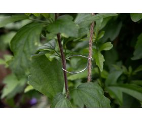 Cultivo protegido