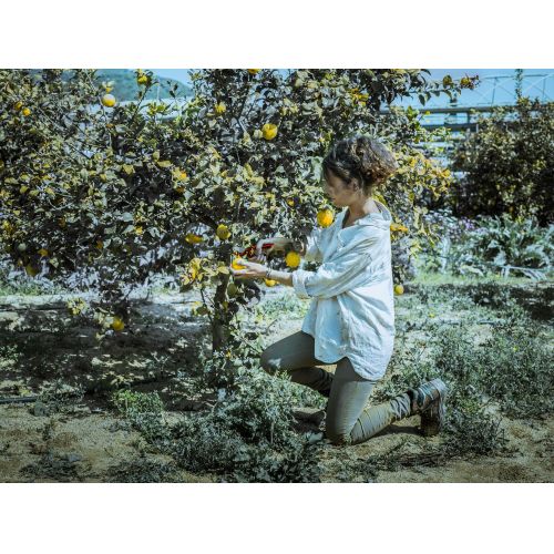 Tijeras de una mano, mango de acero remachado, corte universal. Para la poda,  uso intensivo - Gama Por Line / 3505