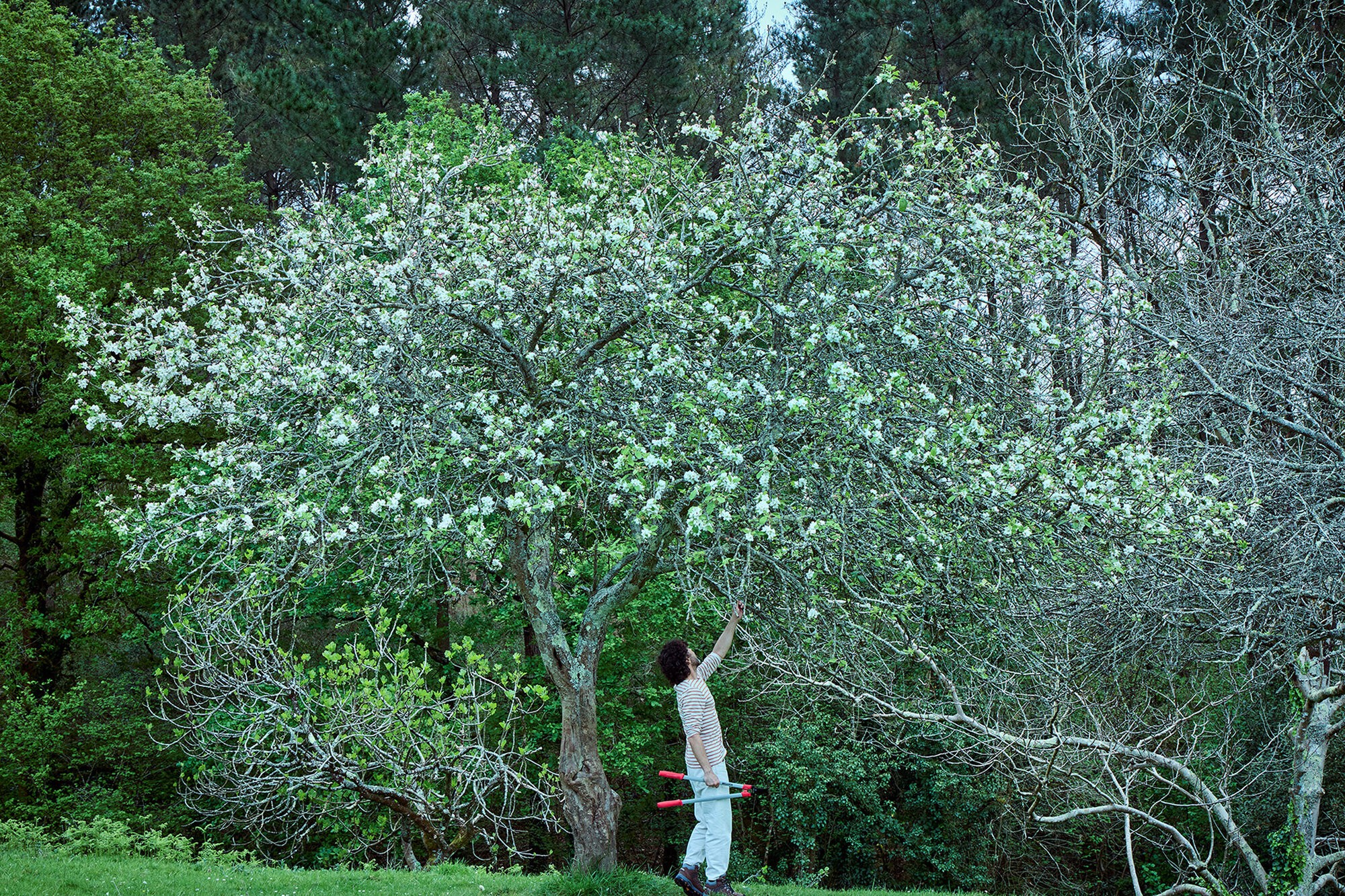 Tijera de dos manos con mangos Confort Gel -75cm / 345075