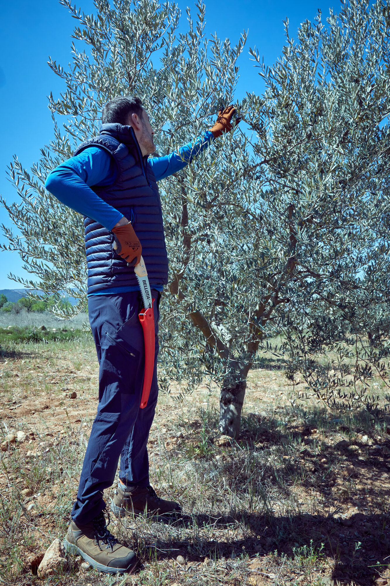 Serrucho Guepardo con hoja curva de 11" y mango de madera recto. Incluye funda / 454MR11