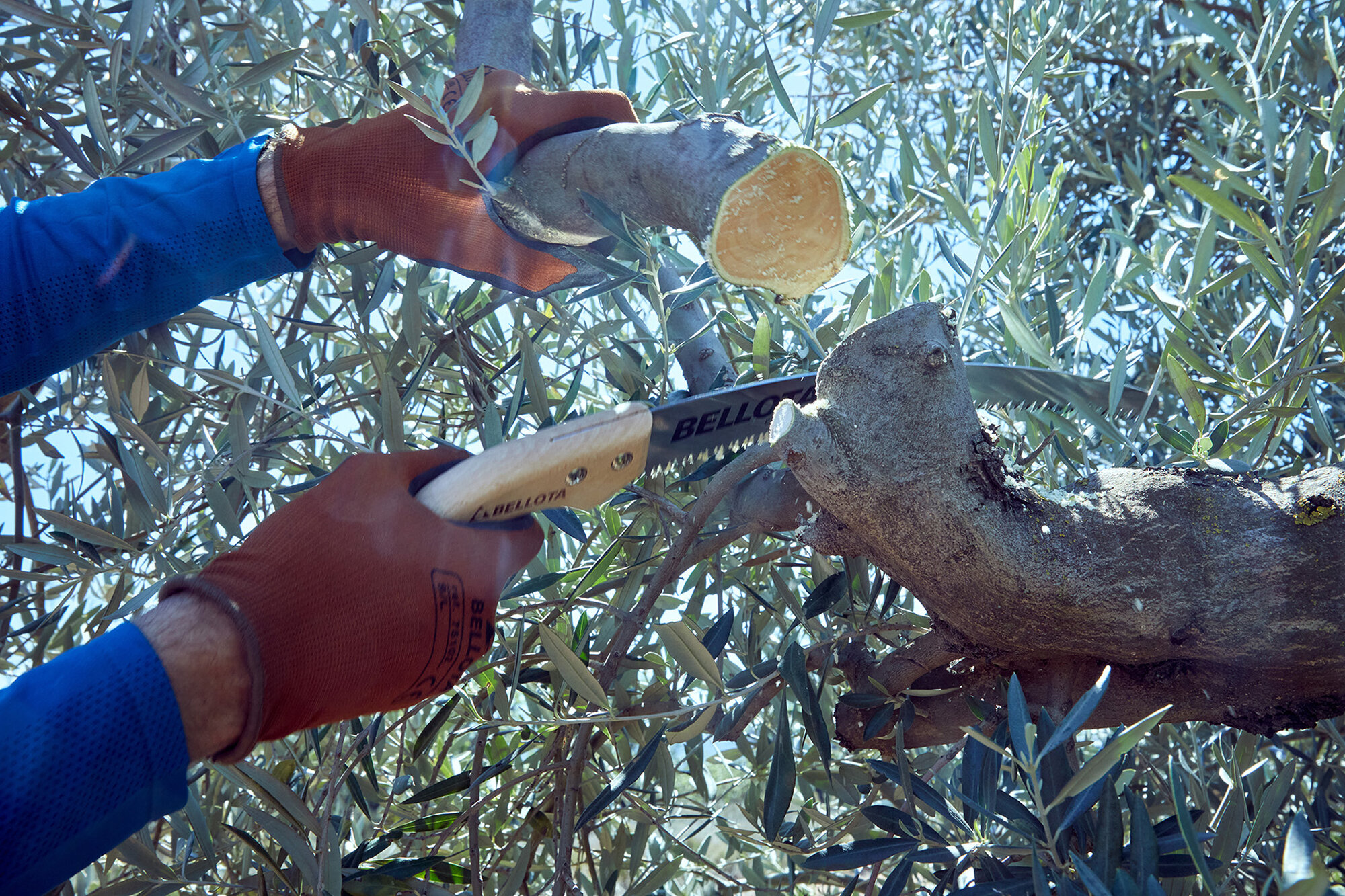 Serrucho Guepardo con hoja curva de 13" y mango de madera recto. No incluye funda / 454MR13SF