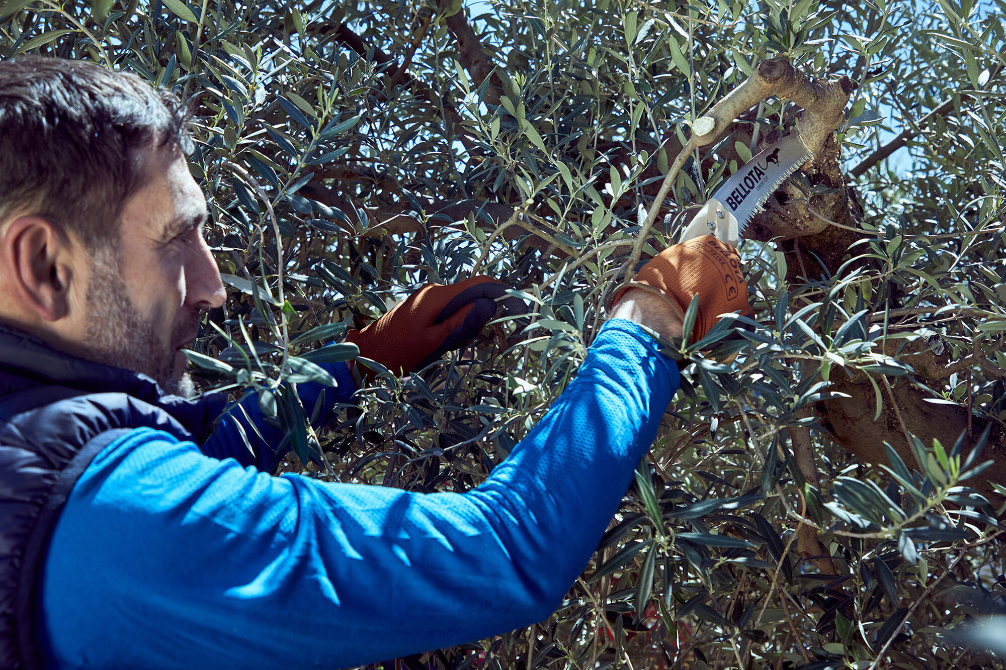 Serrucho Guepardo con hoja curva de 13" y mango de maderacurvo. No incluye funda / 454MC13SF