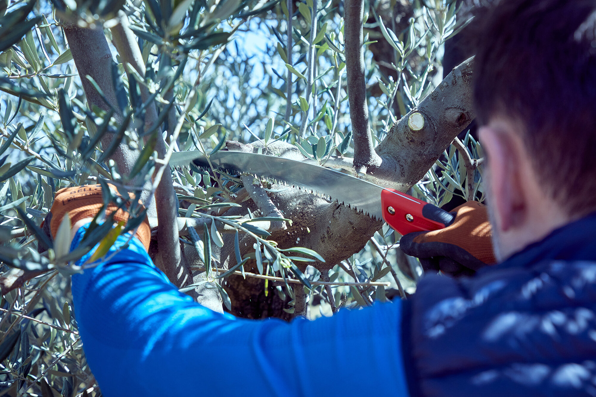 Serrucho Guepardo con hoja curva de 13" y mango de bimaterial recto. No incluye funda / 454BIMR13SF