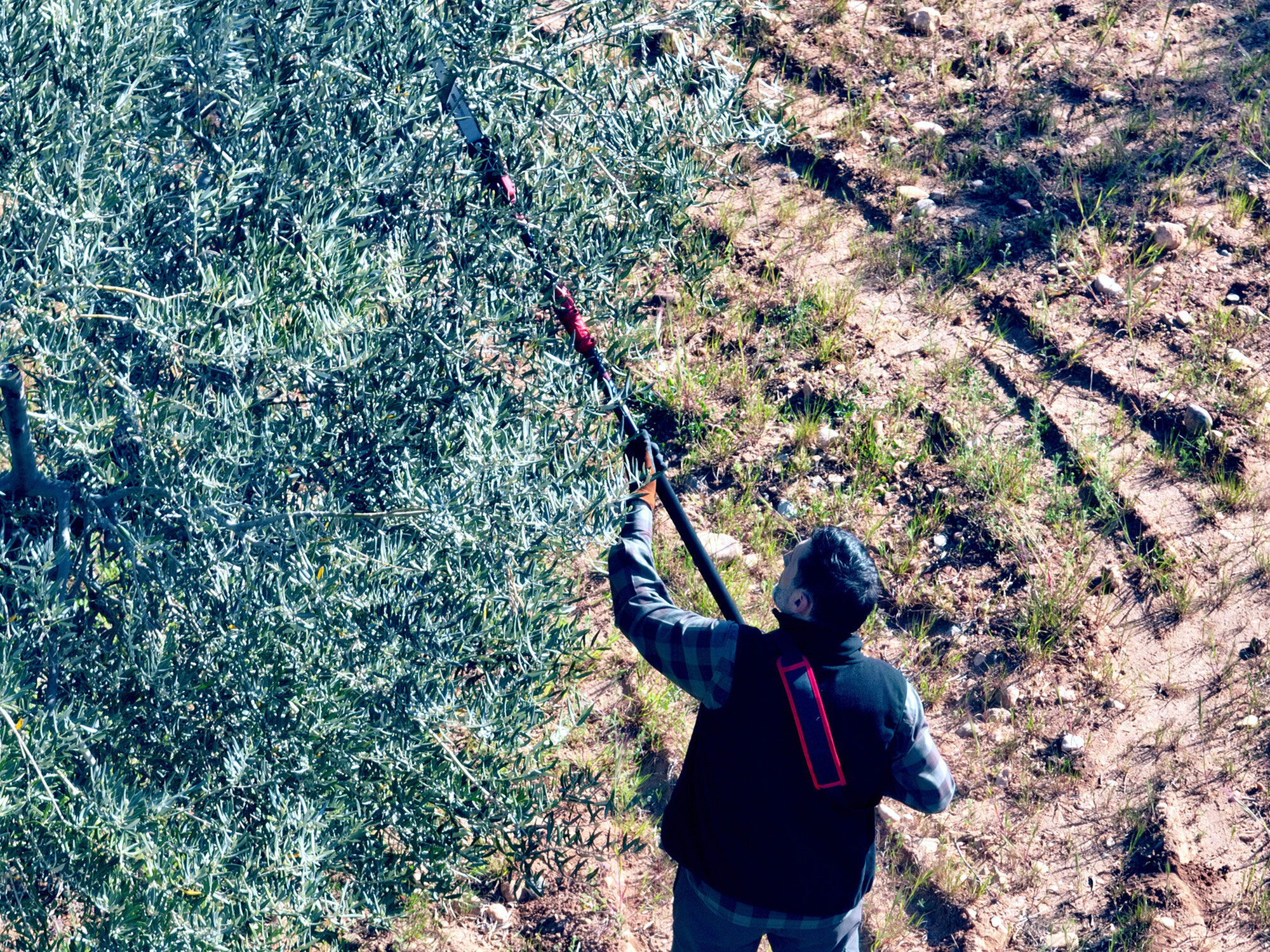 Motosierra pértiga a batería 210mm de corte / ECSP1210P