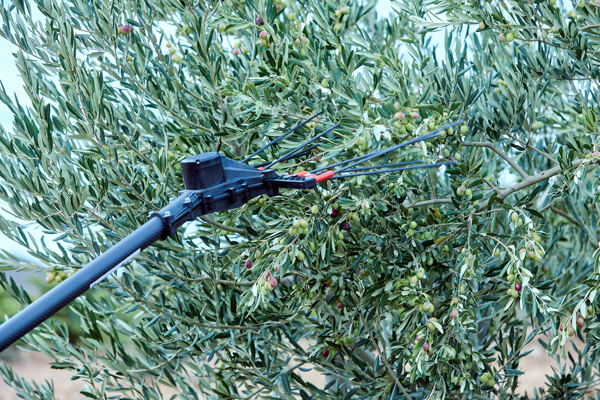 Vareador de aceitunas Colibrí con 3 velocidades VA1PRO