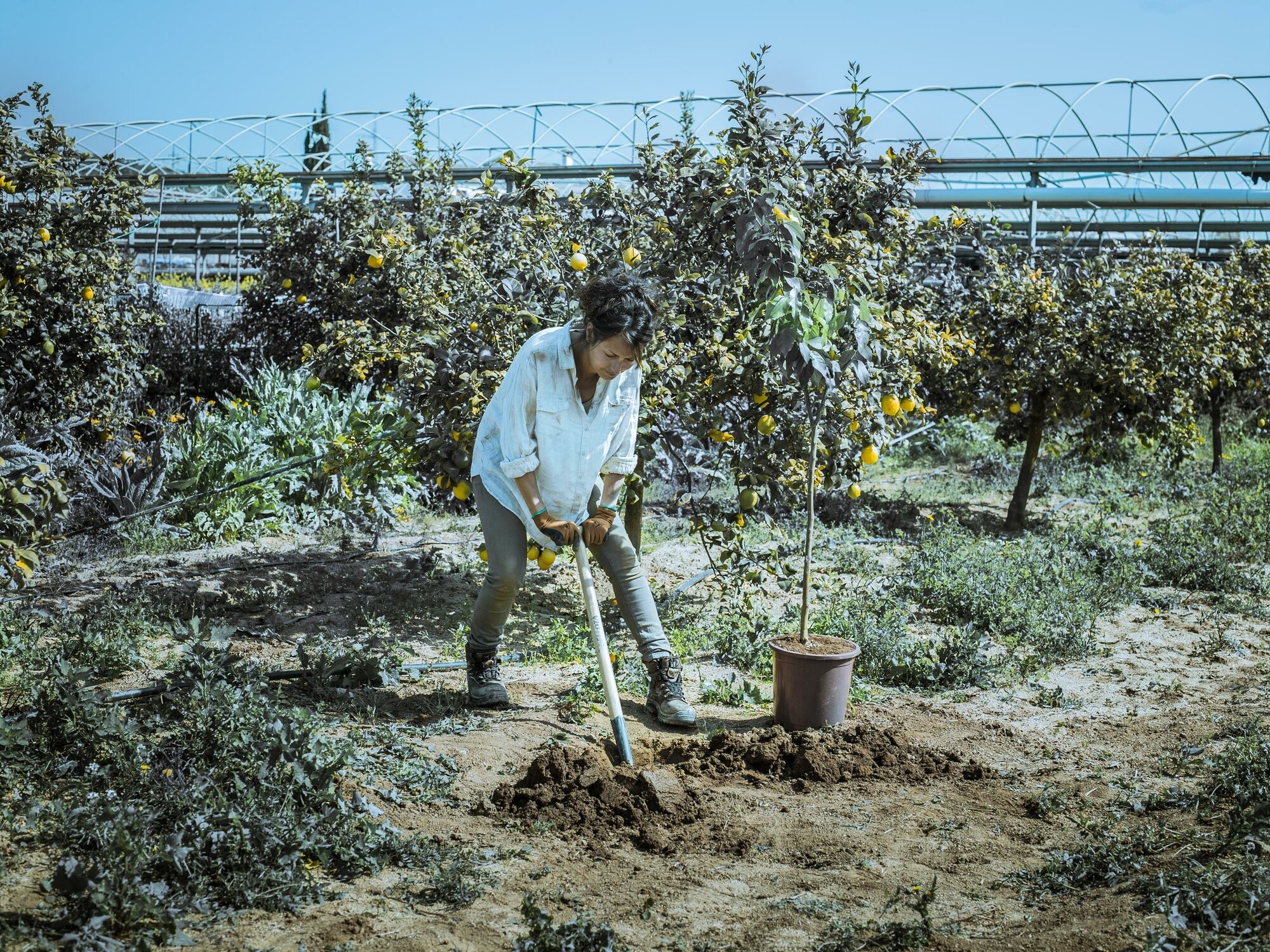 Palote Forjado de uso intensivo y en terrenos pedregosos / 5604M