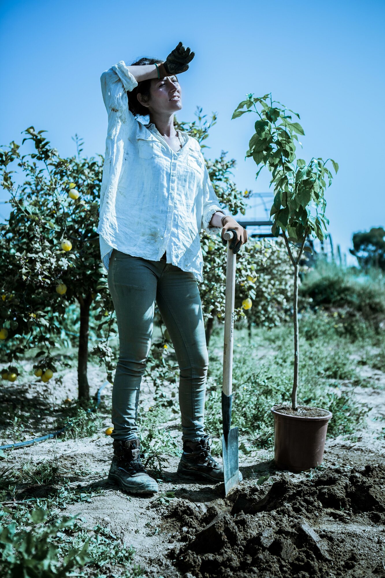 Palote Forjado de uso intensivo y en terrenos pedregosos / 5604M