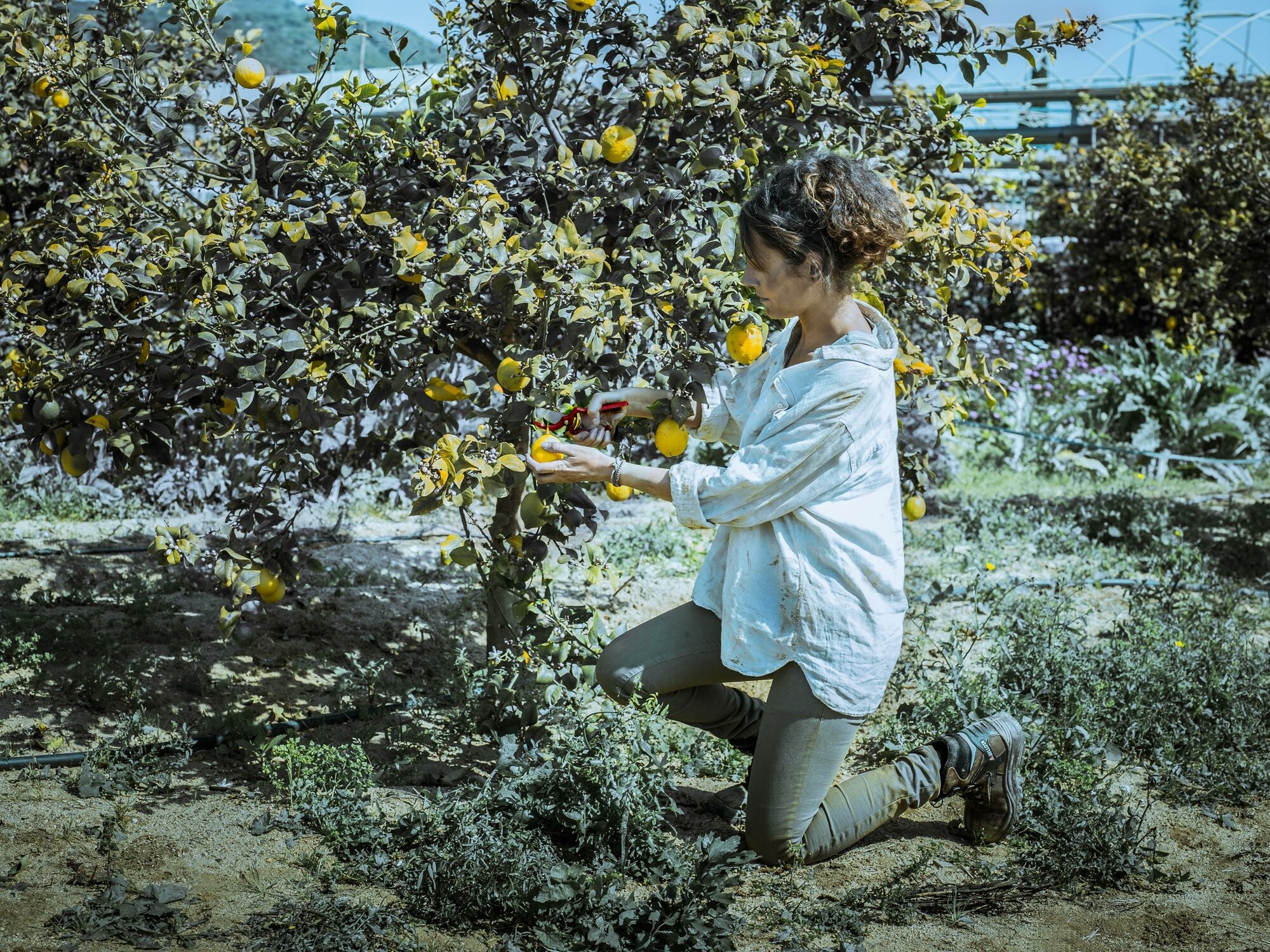 Tijeras de una mano, mango de acero remachado, corte universal. Para la poda,  uso intensivo - Gama Por Line / 3505