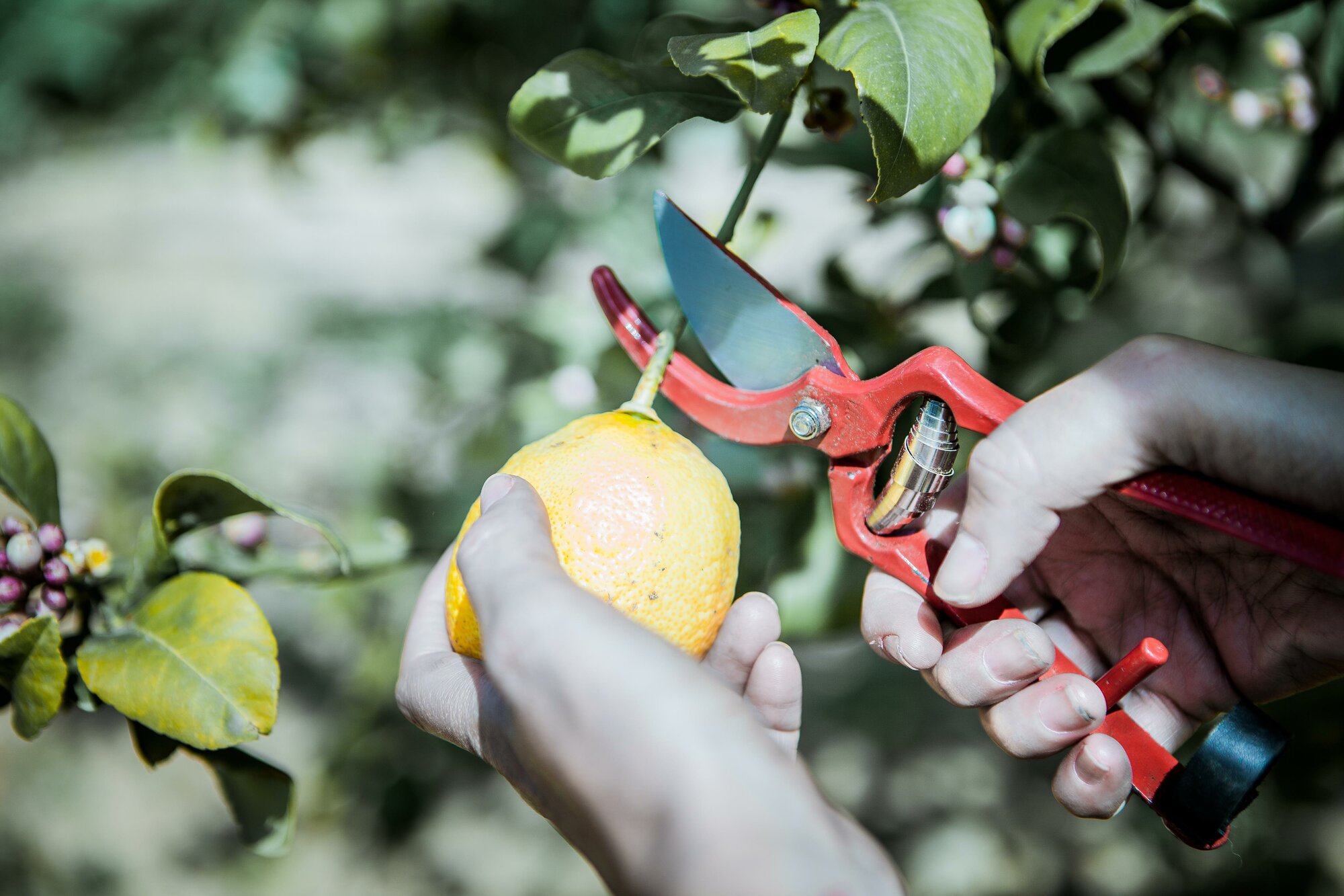 Tijeras de una mano, mango de acero remachado, corte universal. Para la poda,  uso intensivo - Gama Por Line / 3505
