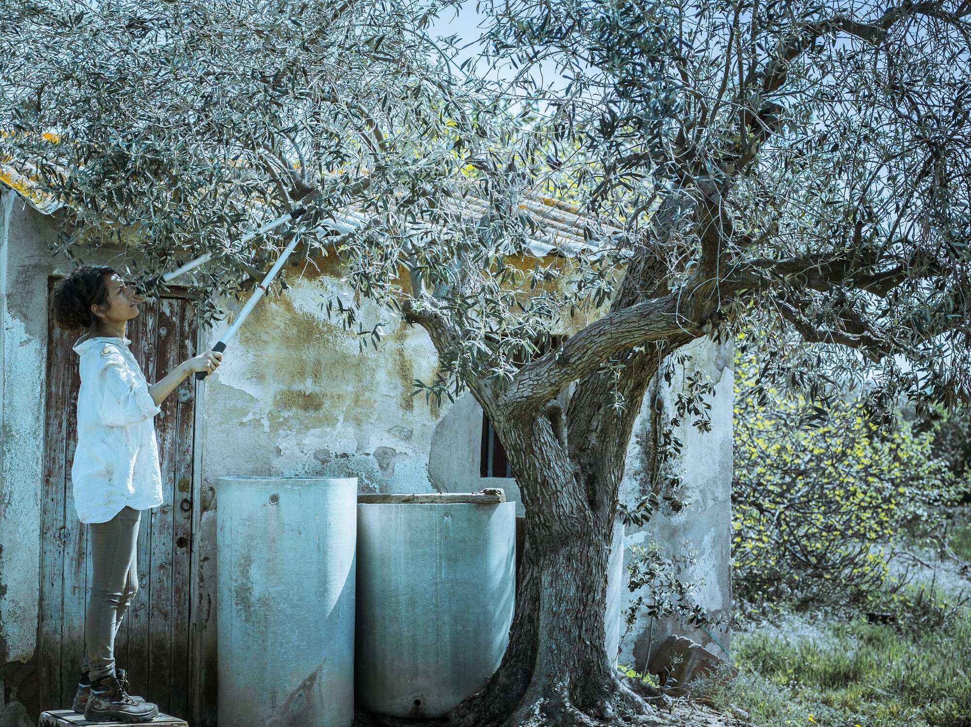 Tijera de dos manos de corte universal con mangos extensibles para uso intensivo, con bulón Ajsute Fácil Proline/ 3578TEL