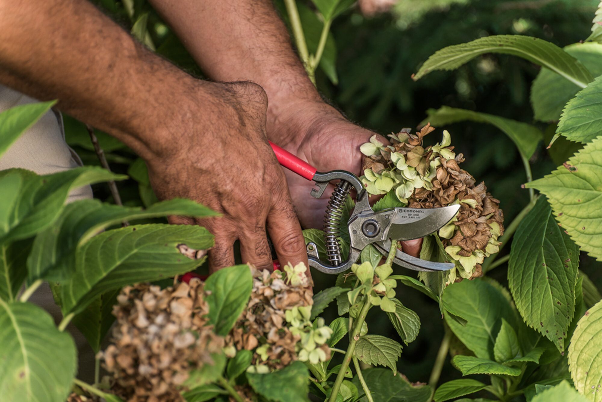 Tijera una mano- Classic cut ®- 25mm / BP3180D