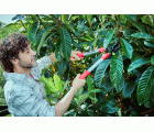 Tijera de dos manos con mangos ComfortGel- 50cm / 345050