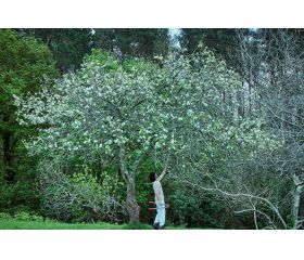 Tijera de dos manos con mangos Confort Gel -75cm / 345075