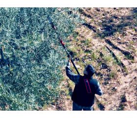 Motosierra pértiga a batería 210mm de corte / ECSP1210P