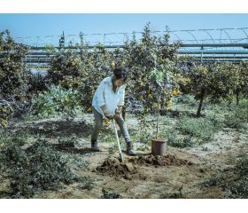 Palote Forjado de uso intensivo y en terrenos pedregosos / 5604M