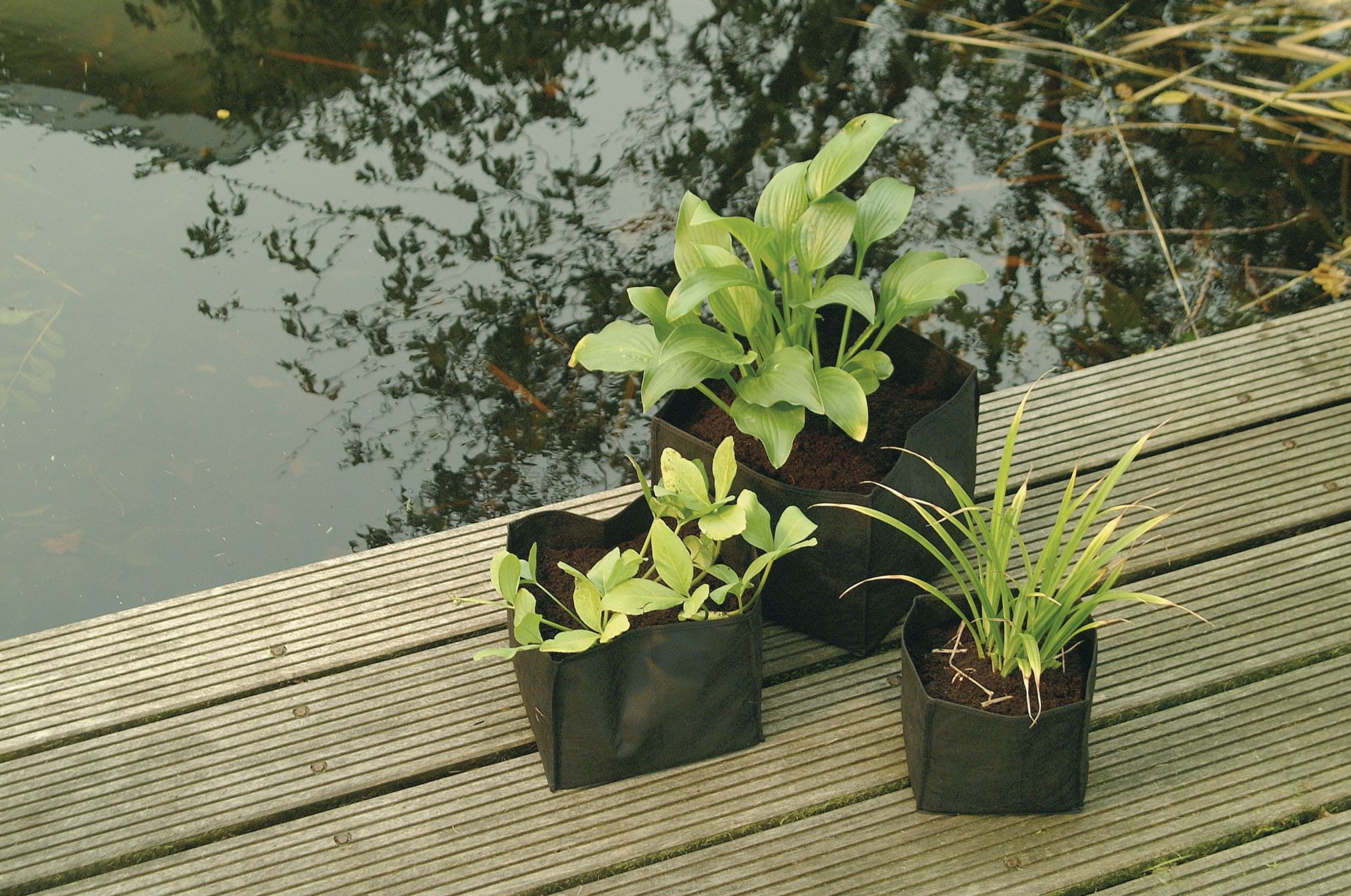 Bolsa cuadrada para el crecimiento de plantas acuáticas - 30 x 30 x 25 cm.
