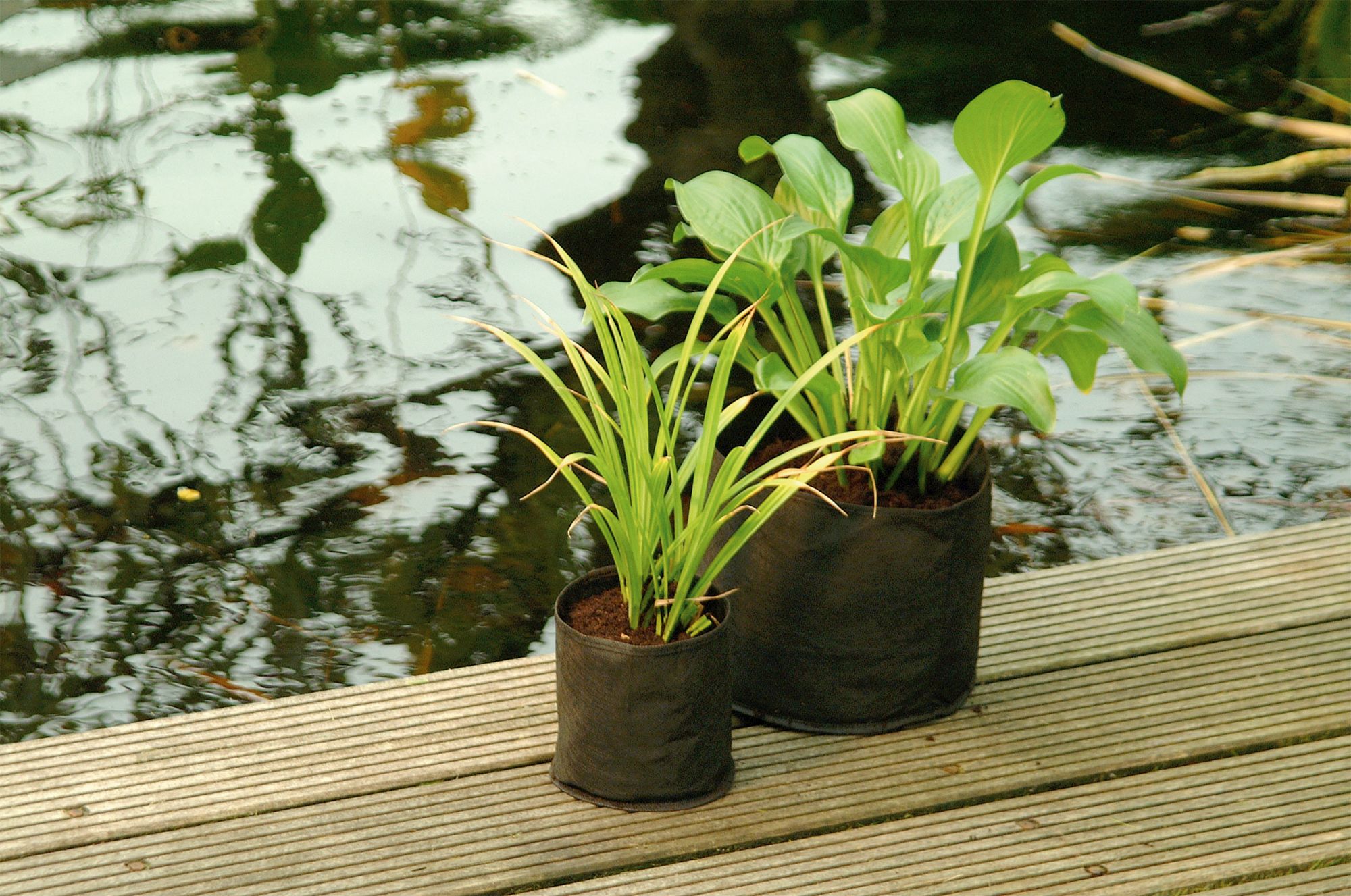 Bolsa redonda para el crecimiento de plantas acuáticas - Ø 25 cm.