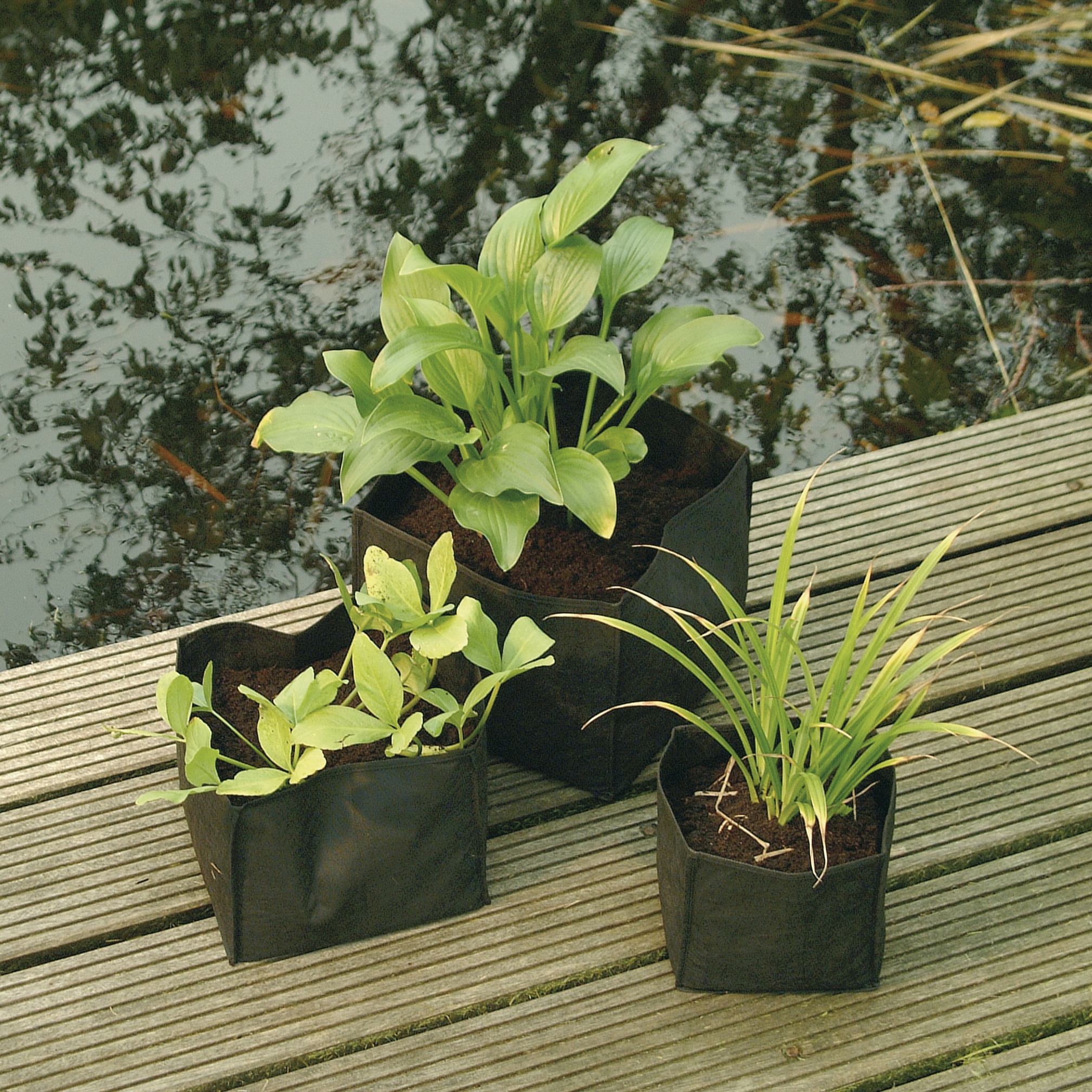 Bolsa cuadrada para el crecimiento de plantas acuáticas - 30 x 30 x 25 cm. | 1376157