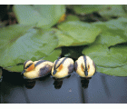 Animal decorativo para estanque - Patito amarillo - 9 cm.