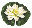 Nenúfar decorativo para estanque - Nenúfar blanco con gotas - Ø 14 cm.