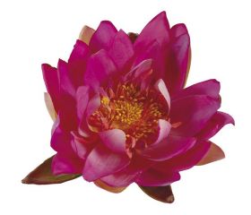 Nenúfar decorativo para estanque - Nenúfares rojo fuerte - Ø 16 cm