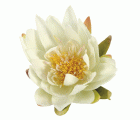 Nenúfar decorativo para estanque - Nenúfares blanco - Ø 16 cm.