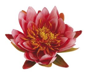 Nenúfar decorativo para estanque - Nenúfares rosa fuerte - Ø 16 cm.