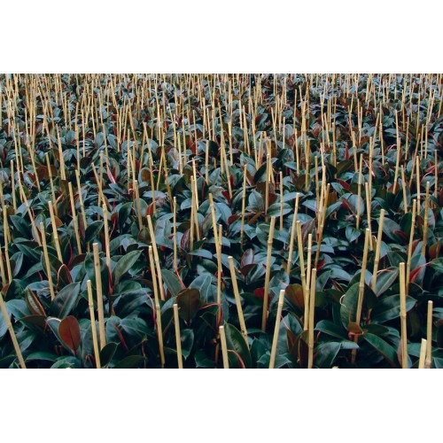 Tutores de Bambú Natural - 60 cm. - Ø 6-8 mm. - 10 unidades | 6040200