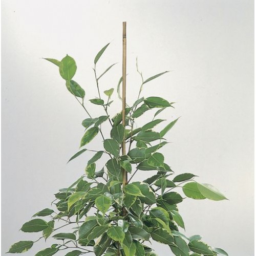 Tutores de Bambú Natural - 150 cm. - Ø 14-16 mm. - 4 unidades | 6040203