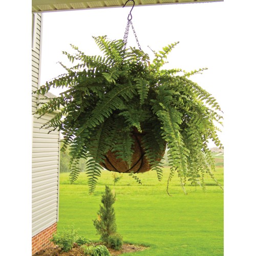 Forro de coco para cesto colgante - Redondo - Ø 30 cm. | 6070131