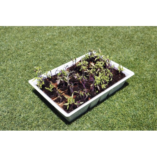 Kit semillero (4 bandejas de turba + base + tapa) - 33 x 23 cm. | B2012