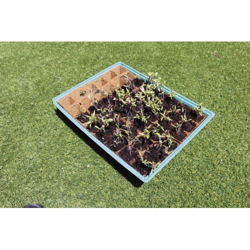 Kit semillero (8 bandejas de turba + base + tapa) - 43 x 33 cm. | B2013