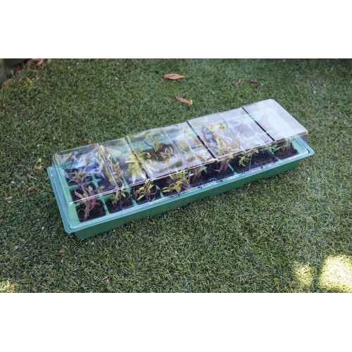 Kit semillero (bandeja + 4 semillero + 2 tapa) - 49 x 15,5 cm. | B2014