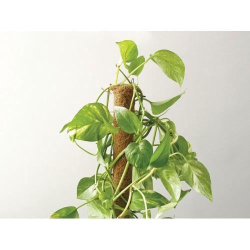 Tutores de Coco Apilables - 60 cm. - Ø 52 mm. | B2135