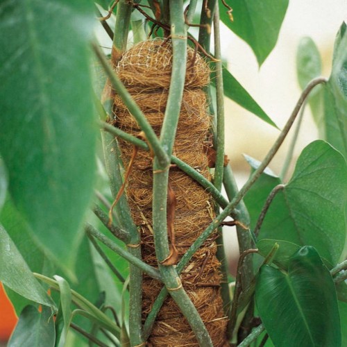 Tutores de Coco Apilables - 60 cm. - Ø 52 mm. | B2135