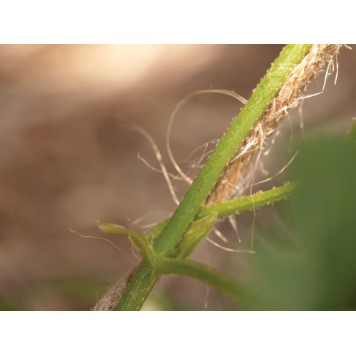 Cuerda natural de Yute - 50 m. - Natural (marrón) | B2174