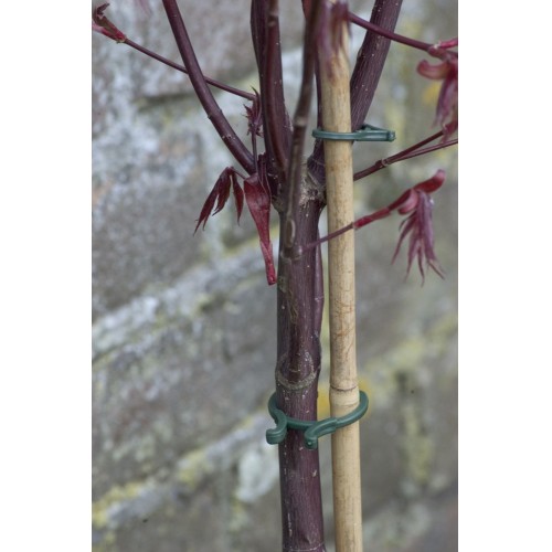 Anillo de fijación para plantas - Ø 16-20-25 cm. - Verde | B2175