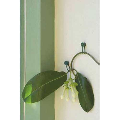 Abrazadera con tachuela para plantas trepadoras | B2176