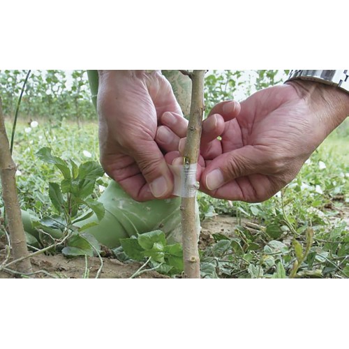 Cinta para injertar plantas - 100 m. x 3 cm. | B2265