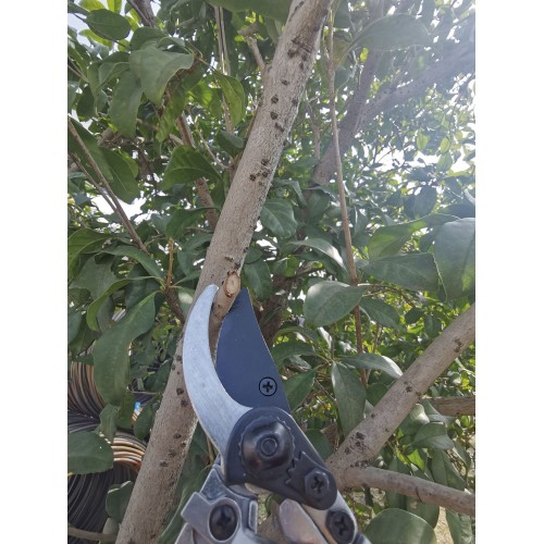 Tijera de poda una mano ergonómica - Mangos de aluminio revestidos de PVC (antideslizante) | B3000