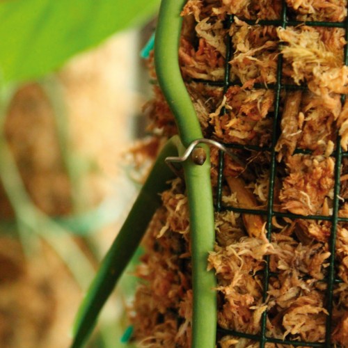 Pines para tutores de coco | B5000