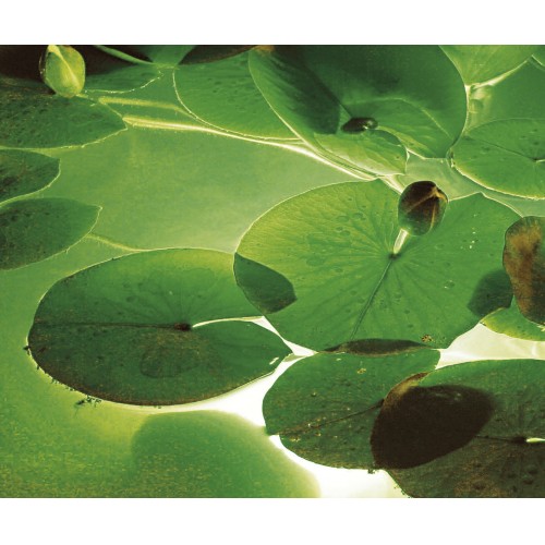 JARDÍN ACUATICO