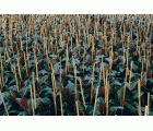 Tutores de Bambú Natural - 120 cm. - Ø 10-12 mm. - 5 unidades | 6040202