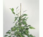 Tutores de Bambú Natural - 150 cm. - Ø 14-16 mm. - 4 unidades | 6040203