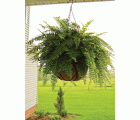 Forro de coco para cesto colgante - Redondo - Ø 30 cm. | 6070131
