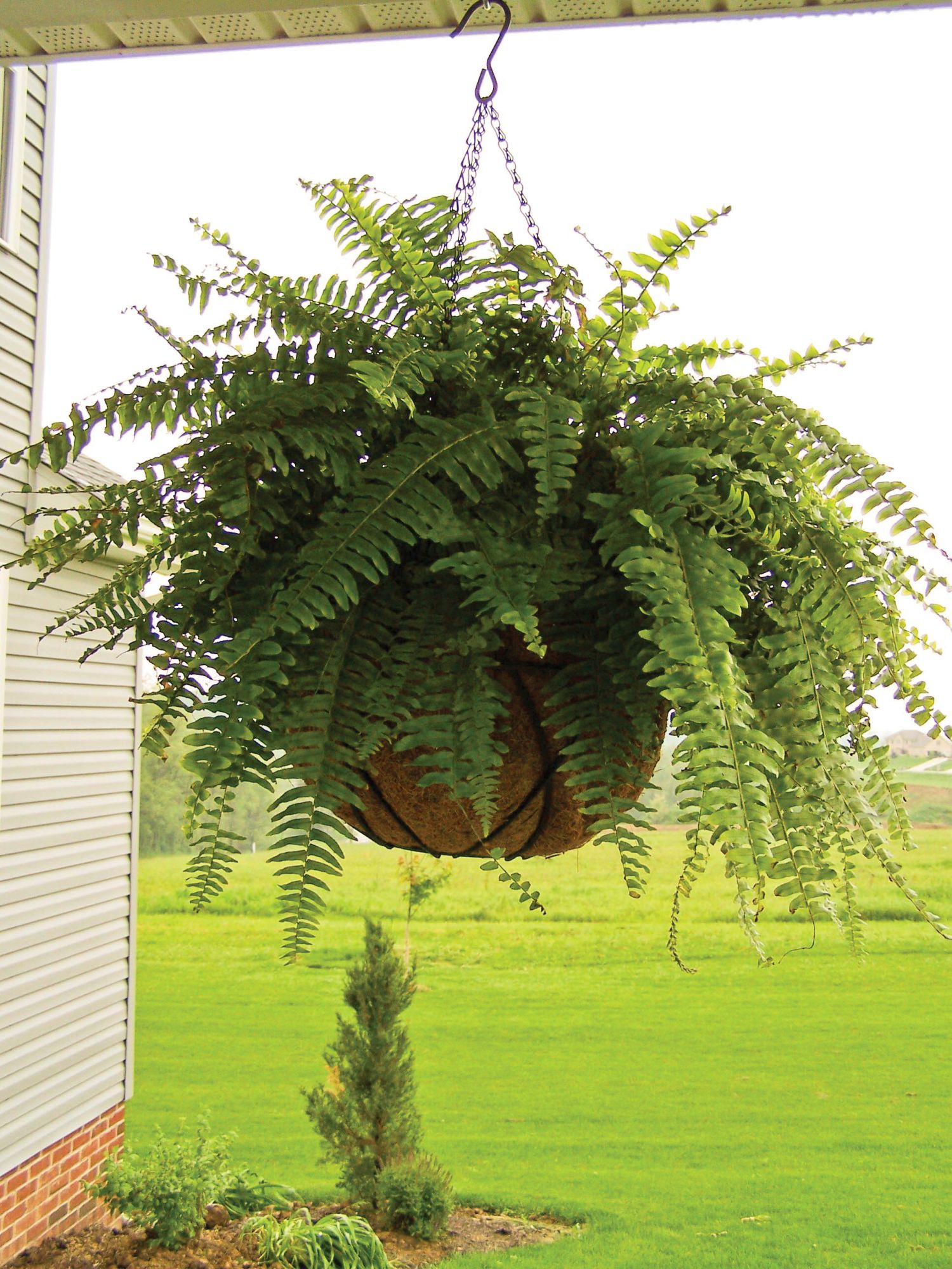 Forro de coco para cesto colgante - Redondo - Ø 35 cm. | 6070132