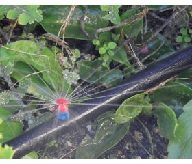 Microdifusor MAX 52 l/h. - 360º - 1,8 - 2,9 m.