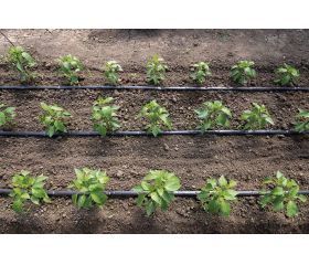 Cinta plana de riego - Ø 16 mm. - 150 m. - Con goteros cada 20 cm. - 1,1 l/min. | 909150