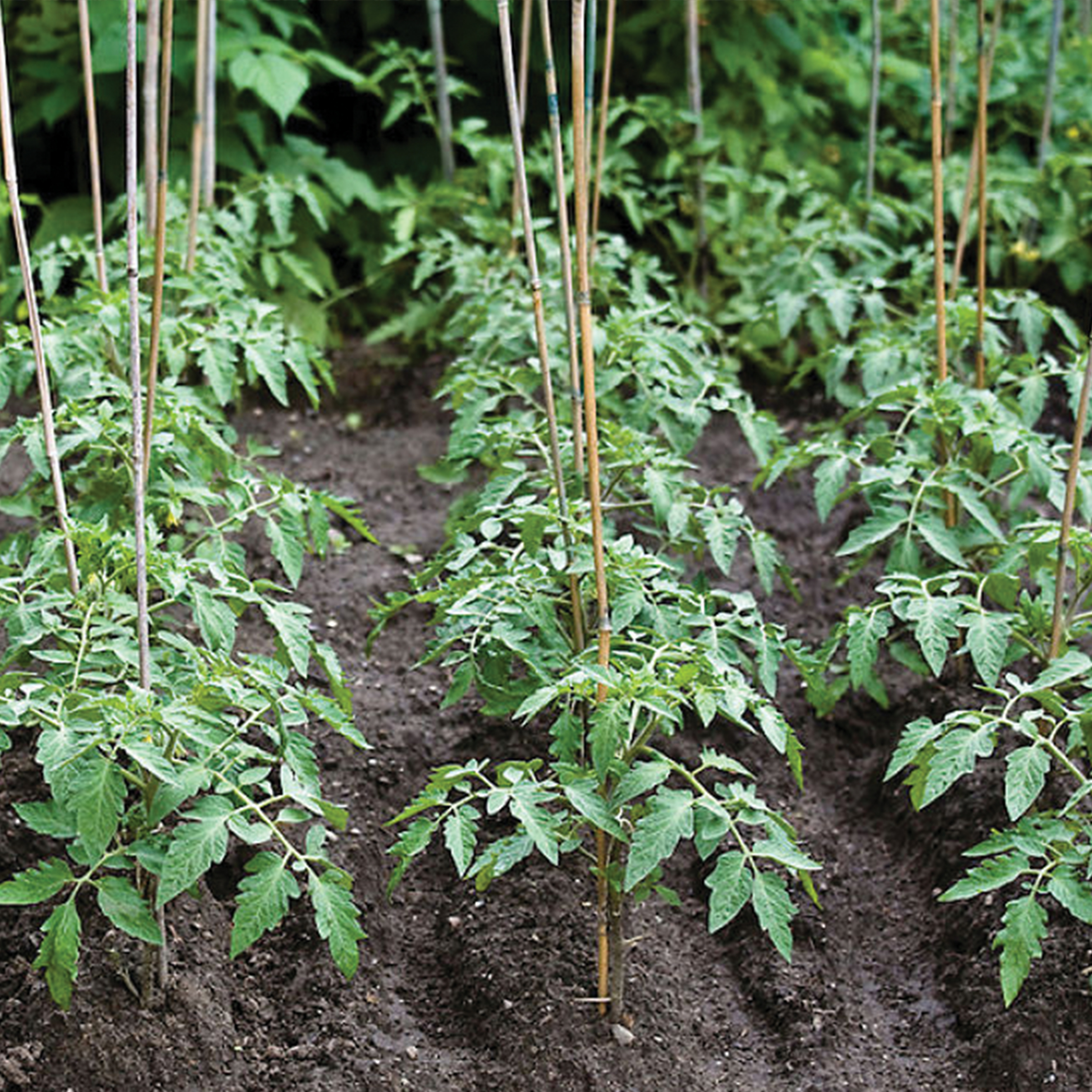 Tutores de Bambú Natural - 120 cm. - Ø 10-12 mm. - 5 unidades | B2122