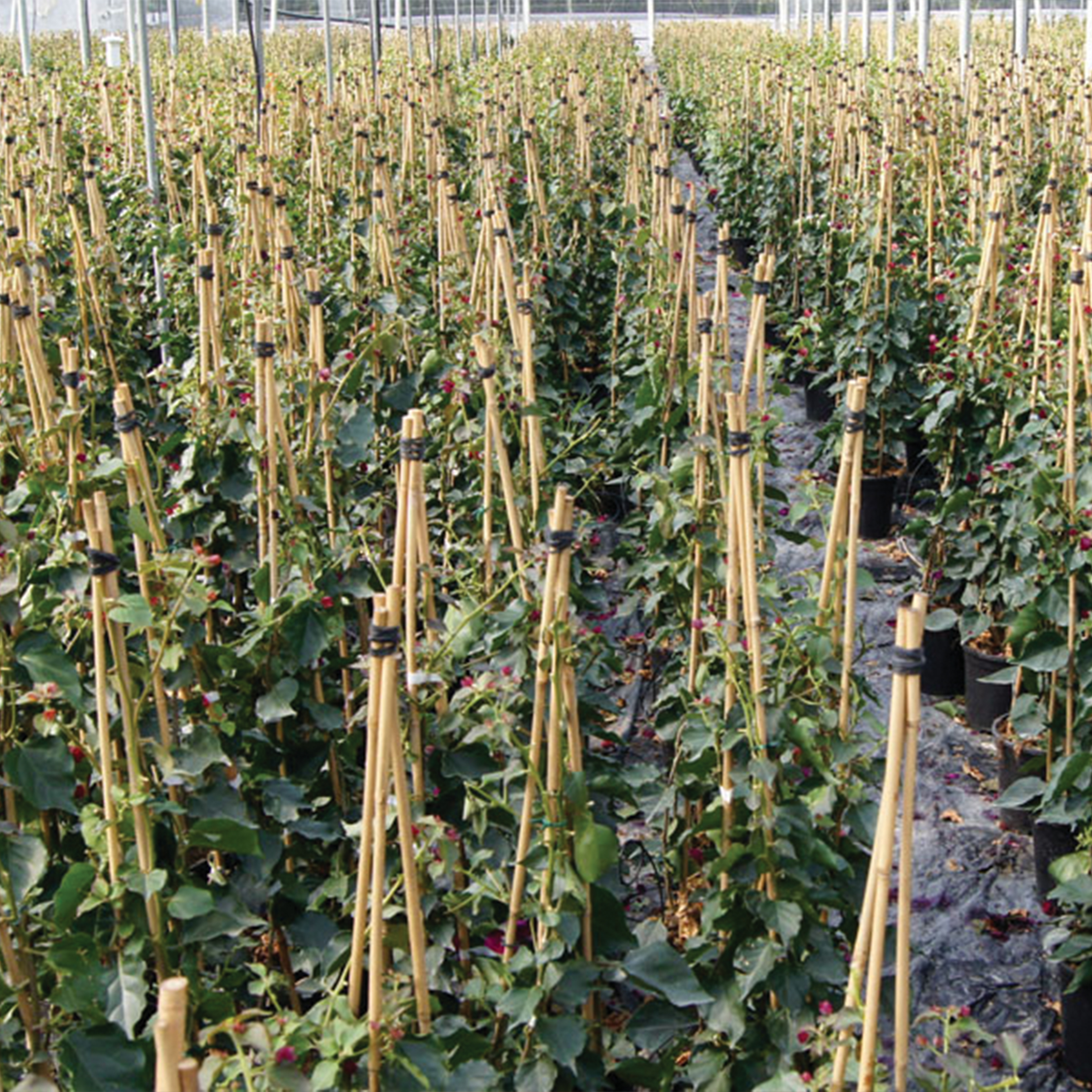 Tutores de Bambú Natural - 210 cm. - Ø 16-18 mm. - 3 unidades | B2125